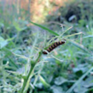 Meet your Posher, Alix